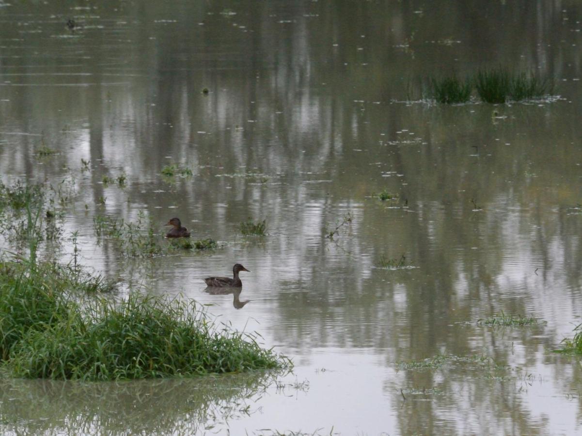La Ravine Au Bord Du Loing Villa Montigny-sur-Loing Exteriör bild